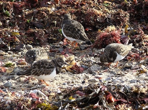 turnstone